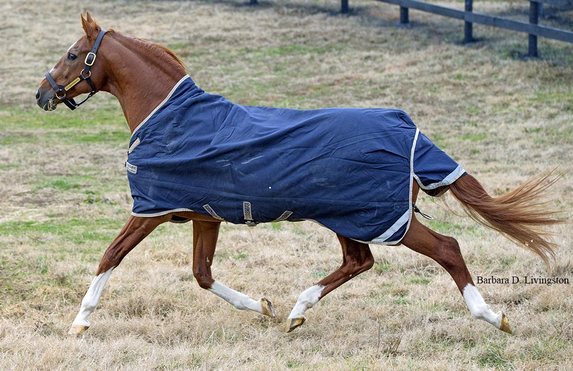 Charismatic at Old Friends Farm in 2016.